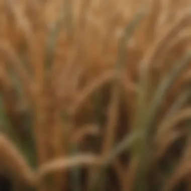 Close-up of wheat and corn crops representing agricultural diversity