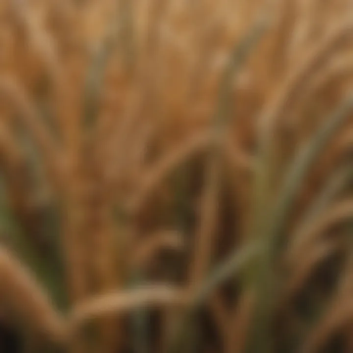 Close-up of wheat and corn crops representing agricultural diversity